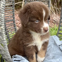 Neptune - Red tri male Miniature Australian Shepherd puppy in Port Saint Lucie, Florida from Charlene Brannon's Mini Australian Shepherds