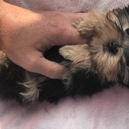 Yorkshire Terrier Puppies from Alaska’s Baby Yorkies