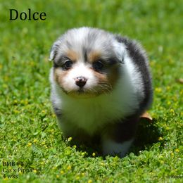 Australian Shepherd, Mastiff, and Miniature American Shepherd Puppies from Ashber Farm