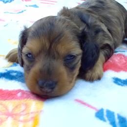 Dachshund puppies from Jana Rae's