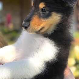 Collie Puppies from EverHeart Collies