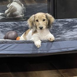 Ollie - Dachshund