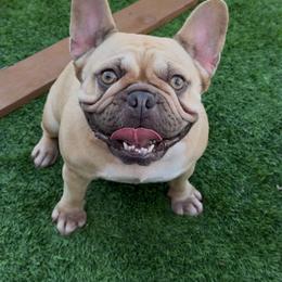 Sailor - Fawn female French Bulldog puppy in Gulf Breeze, Florida from SW Frenchies