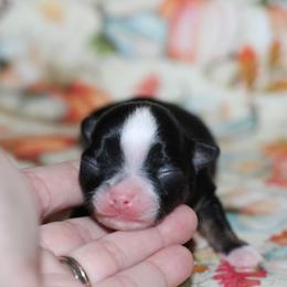 Onyx 3,300 - Black and tan male Chihuahua puppy in Cache, Oklahoma from Charming Lil Chihuahuas