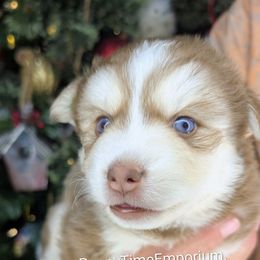 Auburn - Red and white male Pomsky puppy in Spring Hill, Florida from www.PuppyTimeEmporium.com