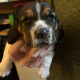 Boy 4 - Black tan and white male Basset Hound puppy in Mount Carmel, Pennsylvania from Coal Region Bassets