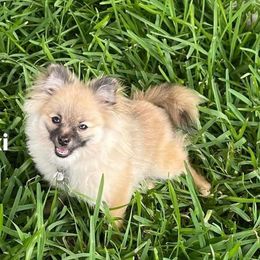 Maxi - Pomeranian