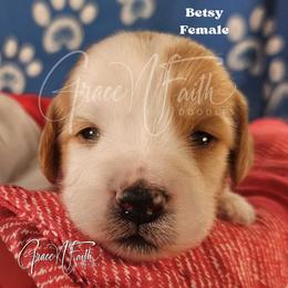 Betsy - Parti female Goldendoodle puppy in Peyton, Colorado from Grace N Faith Doodles