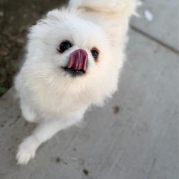 Gwen - White female Pomeranian puppy in Newport Beach, California from Exotic City Pomeranians and chihuahuas