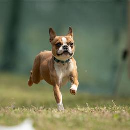 Elodie - Boston Terrier