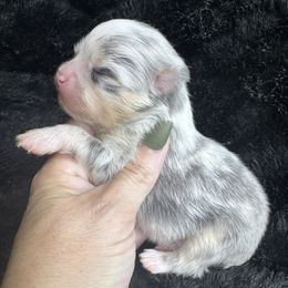 Gonzo - Blue merle male Pomeranian puppy in Kilgore, Texas from 5 Star Poms
