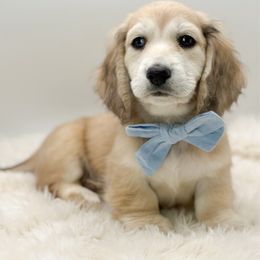 Male 2 - Cream male Dachshund puppy in Moses Lake, Washington from Evergreendox Dachshunds