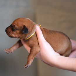 Mr Yellow - Rhodesian Ridgeback puppy from Rhoxwood Kennel