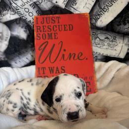 Moscato - White and black female Dalmatian puppy in Claremore, Oklahoma from Lotsofdots Dalmatians