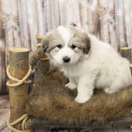 Grey Collar (Kiowa) - Great Pyrenees puppy in Colorado from EverestSnow Pyrenees