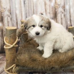 Grey Collar (Kiowa) - Great Pyrenees puppy in Colorado from EverestSnow Pyrenees