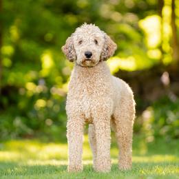 Augie - Poodle
