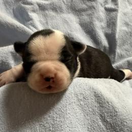 Jingle - Black and white male Boston Terrier puppy in Kingsport, Tennessee from Dreamweaver Bostons