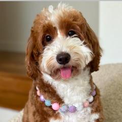 Valley - Goldendoodle