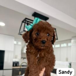Sandy - Red  female Goldendoodle puppy in Mint Hill, North Carolina from DoodleForever
