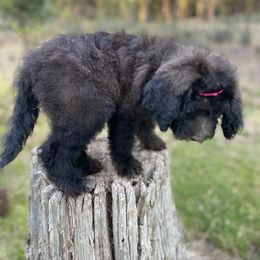 Aussiedoodle, Poodle, and Saint Berdoodle Puppies from Remington Kennels, LLC