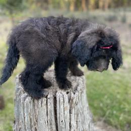 Aussiedoodle, Poodle, and Saint Berdoodle Puppies from Remington Kennels, LLC