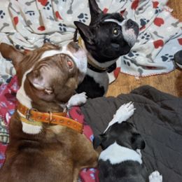 Boston Terriers and Companion Crosses from McCluskey Pups