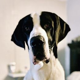 Oakley - Great Dane