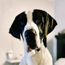 Oakley - Great Dane