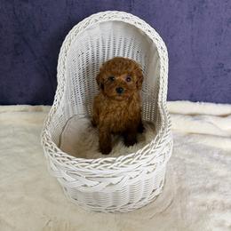 Luca(AKC) - Red  male Poodle puppy in Moreno Valley, California from Yanni's Poodle