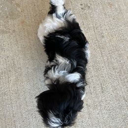 Havanese Puppies from Havanese Puppies of the Northshore