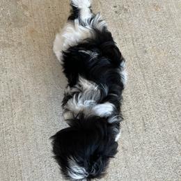 Havanese Puppies from Havanese Puppies of the Northshore
