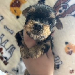 Cocoa - Black and tan female Yorkshire Terrier puppy in H AI Nes City, Florida from MF_Yorkies