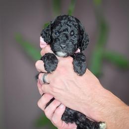 Fred - Black male Goldendoodle puppy in Cleveland, Tennessee from Edgewater Doodles & Designer Pups