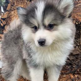 Sweetie - Black and white female Pomsky puppy in La Verne, California from Red Cedar Pomskies