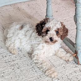 Belle - Blenheim female Cavapoo puppy in Amboy, Indiana from Wag'in Tails