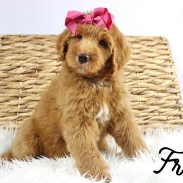 France - Red female Bernedoodle puppy in Casa Grande, Arizona from AzDoodle Dandies
