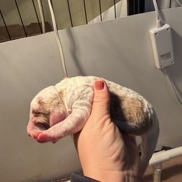 Boy 1 - Parti male Poodle puppy in Maryland from Hernwood Heelers & Poodles