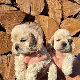 Teddy - Buff male Cocker Spaniel puppy in Oregon from Doc's Cockers