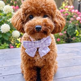 Lacey V - Poodle