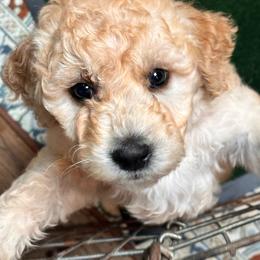 Girl 3 - Cream female Goldendoodle puppy in Gig Harbor, Washington from Sandy’s Goldendoodles