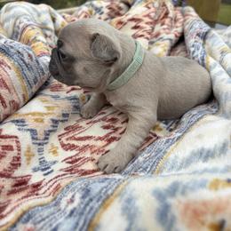 Faith - Blue fawn female French Bulldog puppy in Alabama from Southern Bulldogs