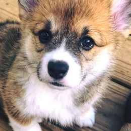 Pembroke Welsh Corgis from Croswynd Crew