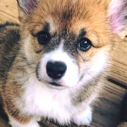 Pembroke Welsh Corgis from Croswynd Crew