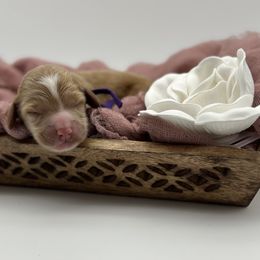 Girl 2 - Red  Goldendoodle puppy in Blanchard, Oklahoma from I Dream of Doodles