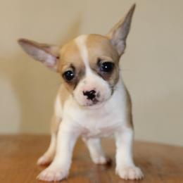 Sabre - Fawn and white male Chihuahua puppy in Willamina, Oregon from Cherished Chihuahuas