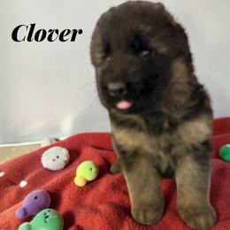 Clover - Black and red male German Shepherd puppy in Beaverdam, Virginia from Mayhew German Shepherds (formerly B&R Kennel)