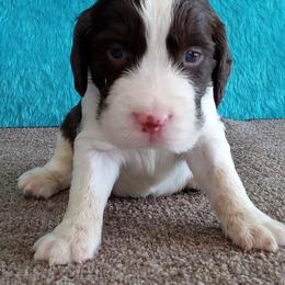 Adam - Liver and white male English Springer Spaniel puppy in North Carolina from Ebenezer Valley ESS