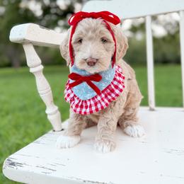 Queenie - Apricot female Goldendoodle puppy in Ooltewah, Tennessee from Allison Family Doodles