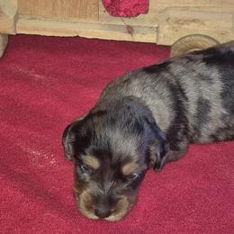 Dachshunds from Avoiding Fading Puppy